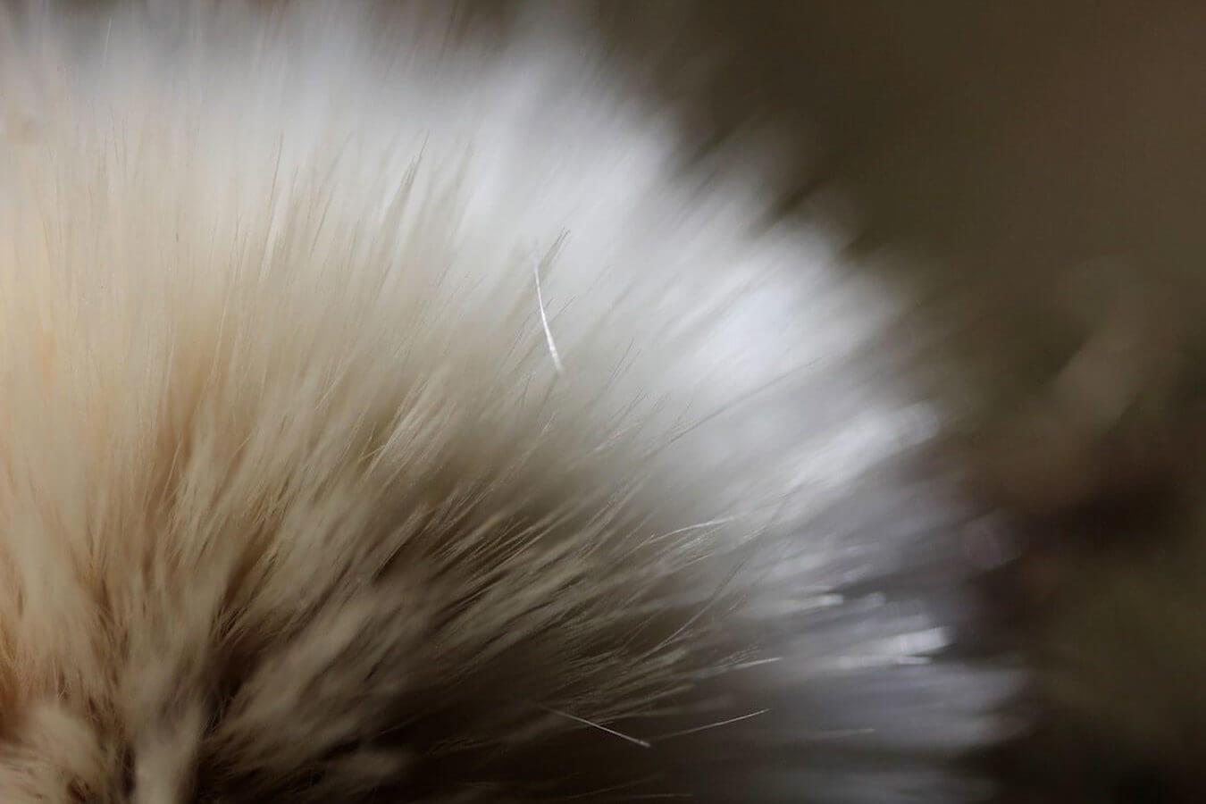 soft cream seed head from a flower