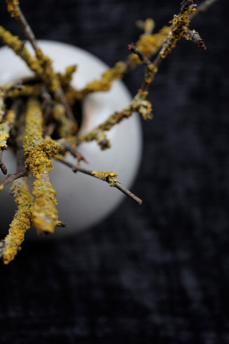 Autumn lichen sticks from seasonal gardens