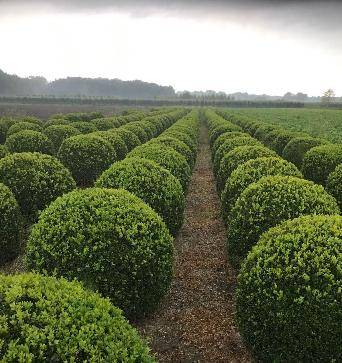 rows of big Buxus balls growing in a field in autumn