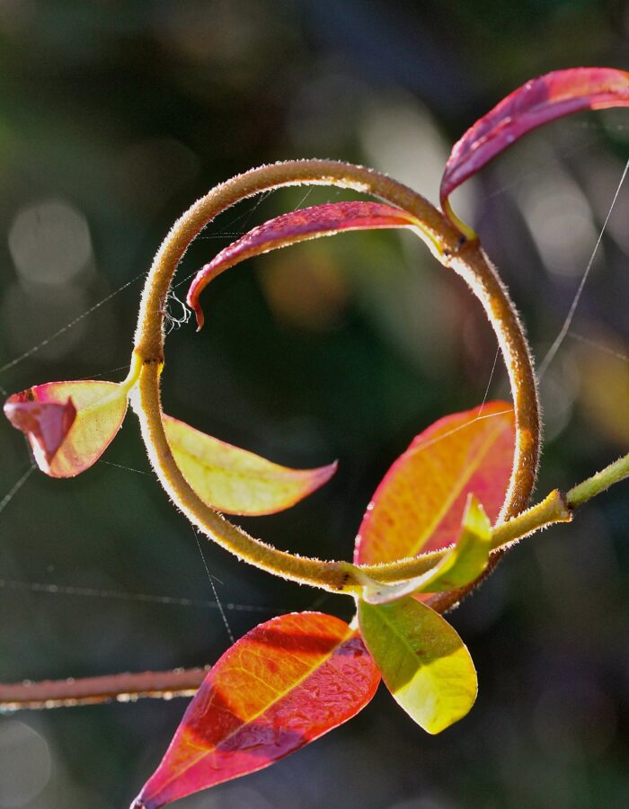 autumn vine