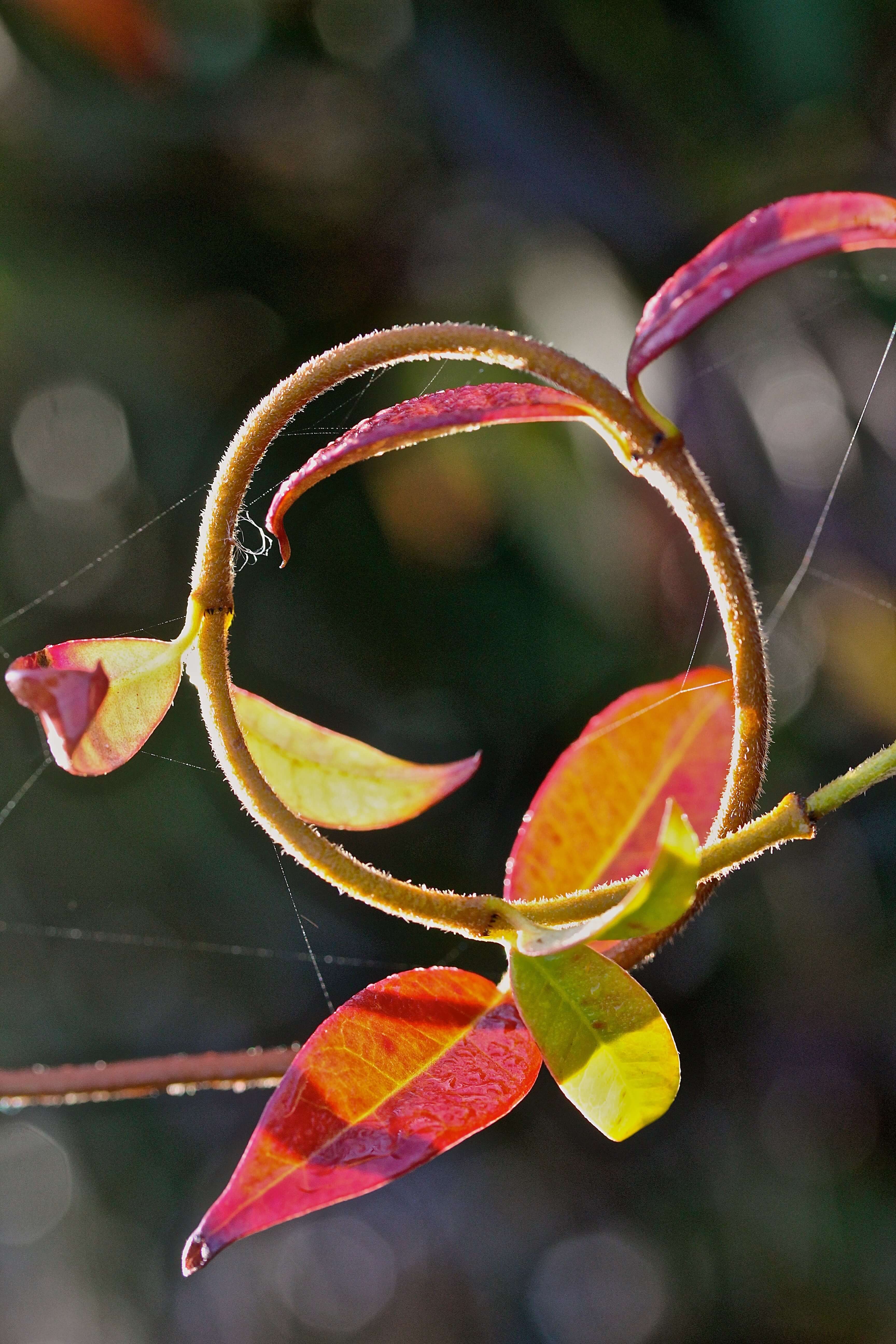 autumn vine