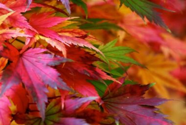 Autumn leaves in an array of colours