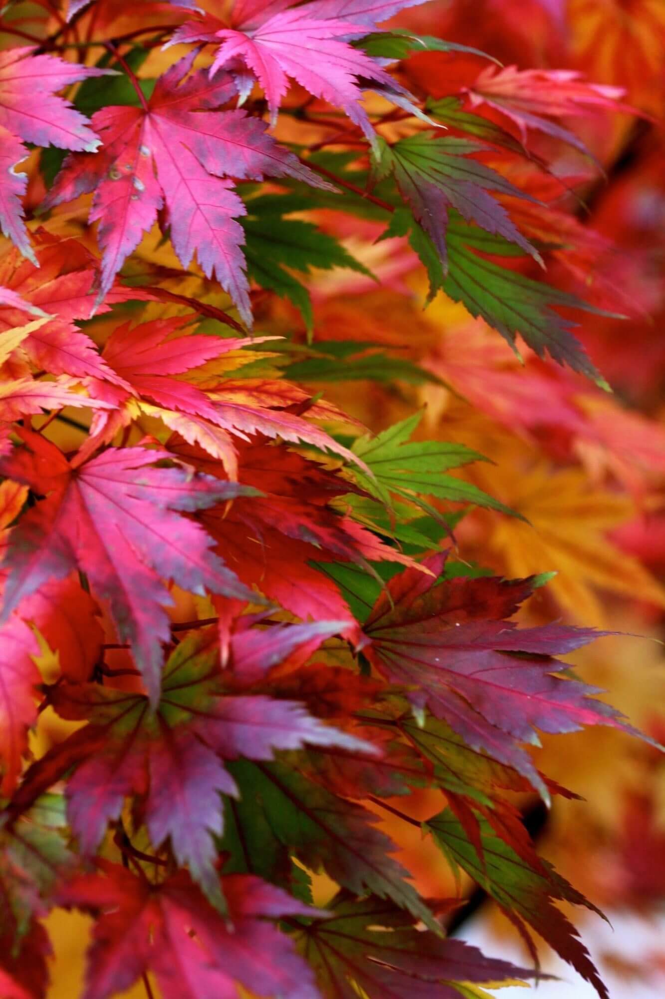 Autumn leaves in an array of colours