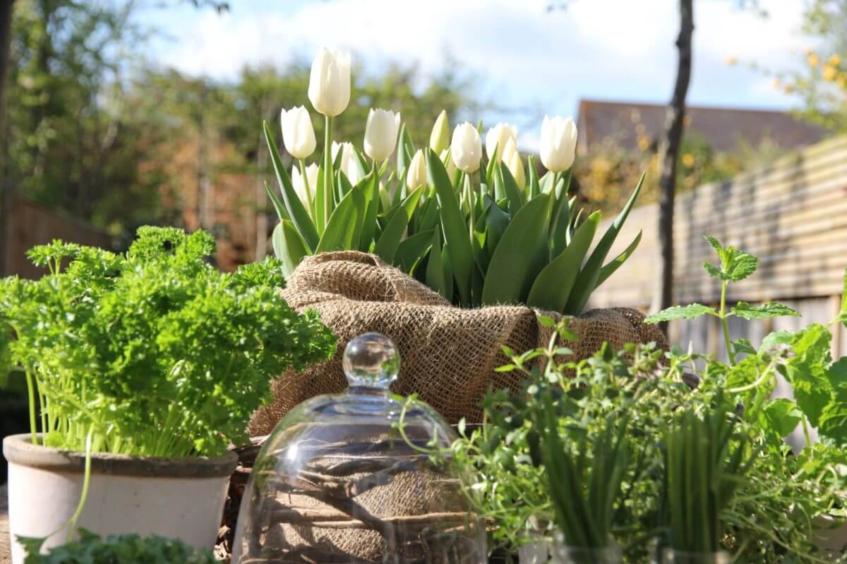 Bright white tulips outside in Spring from cut flower garden