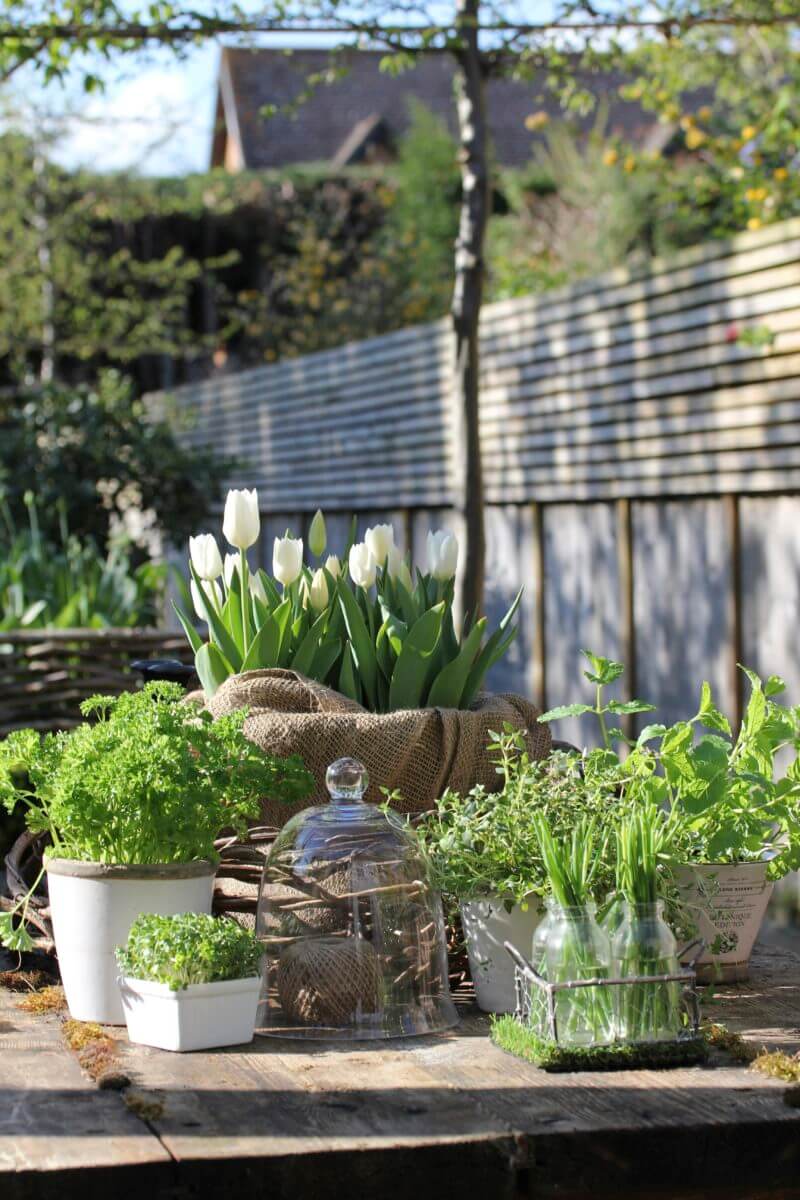 kitchen garden table with tulips and herbs in a modern country living garden
