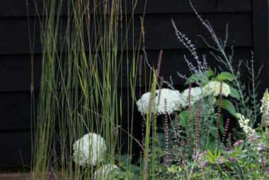 Hydrangeas and ornamental grasses planted in front of a black barn home extension