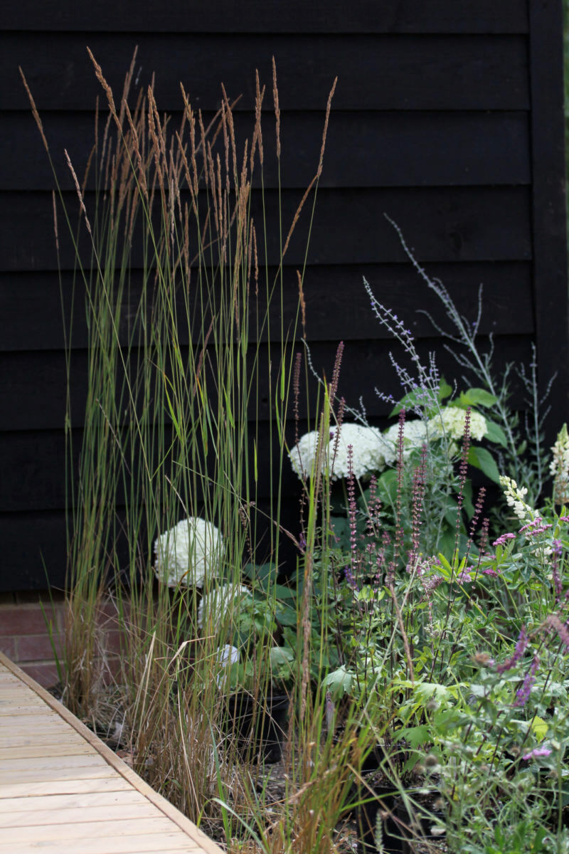 Hydrangeas and ornamental grasses planted in front of a black barn home extension
