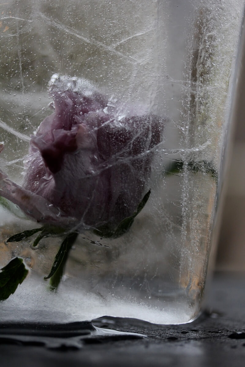 frozen pink rose