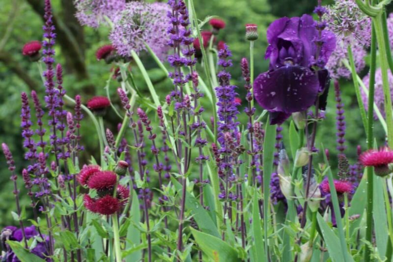 Purple and pink wild floral couture in cut flower garden