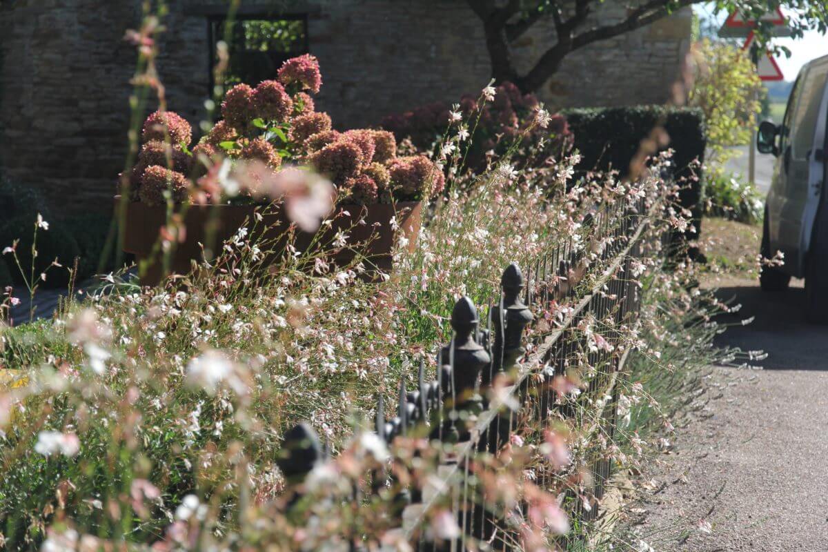 Little Lime Hydrangeas in a corten pot and white Gaura behind railings from landscape design Oxfordshire