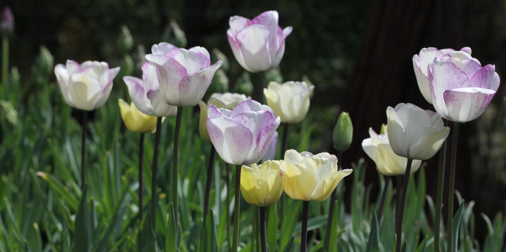 Tulip Shirley in an outdoor garden