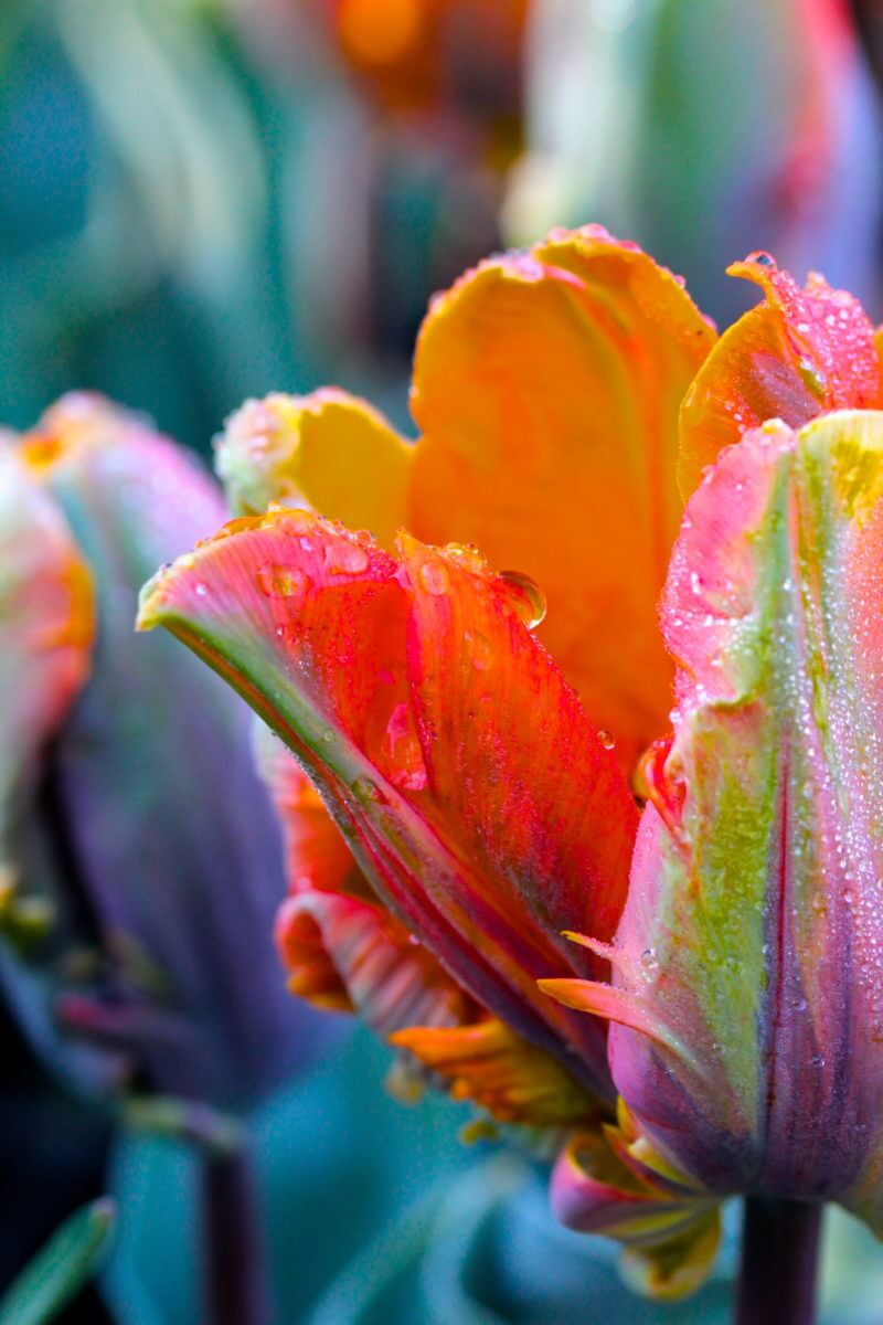 Macro shot of shocking coloured tulip parrot from cut flower garden