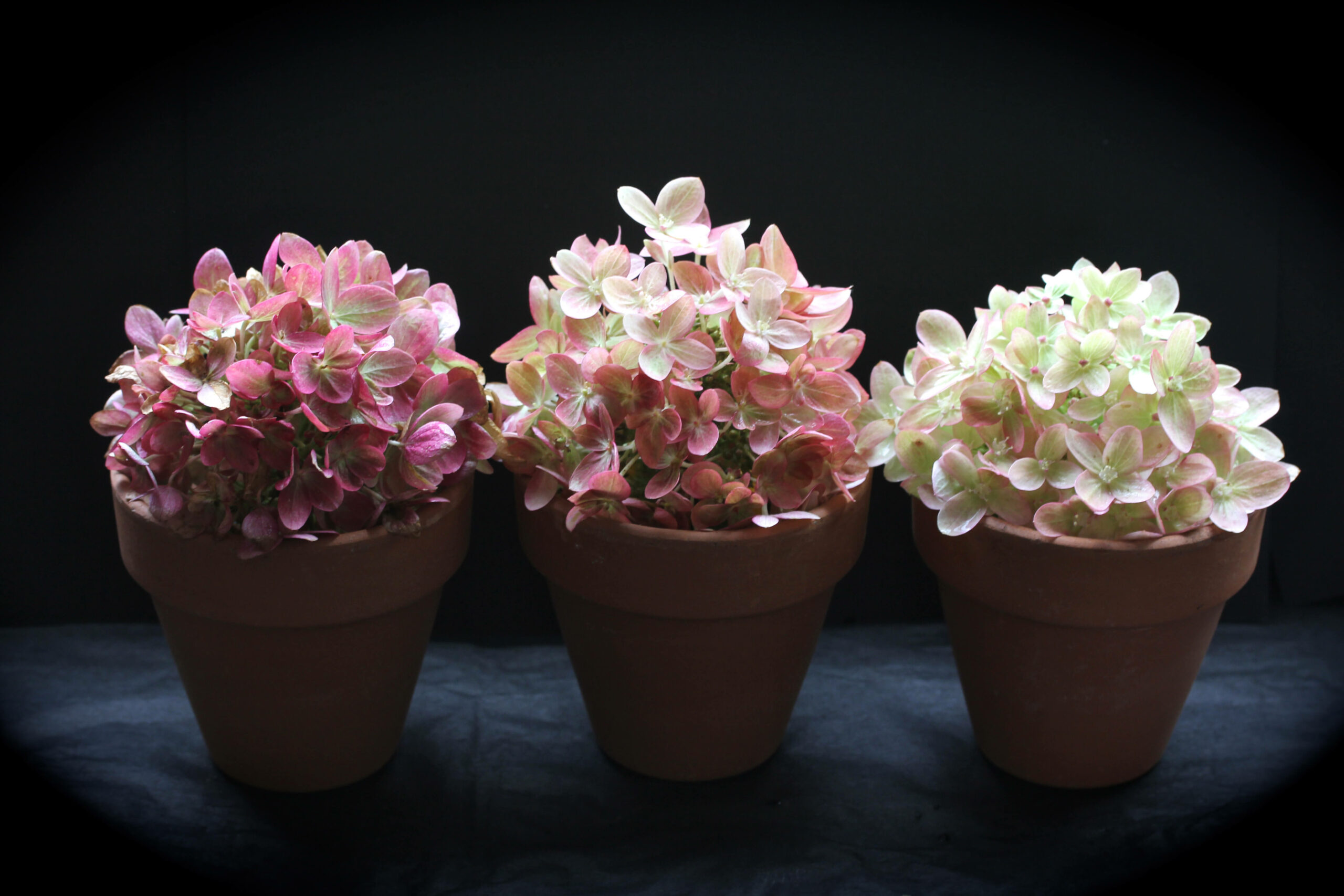 autumn hydrangeas in little pots on a black stage