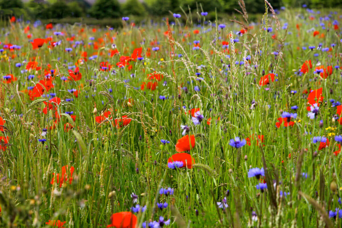 Red poppy and blue cornflower wild flower prairie Hygge landscape