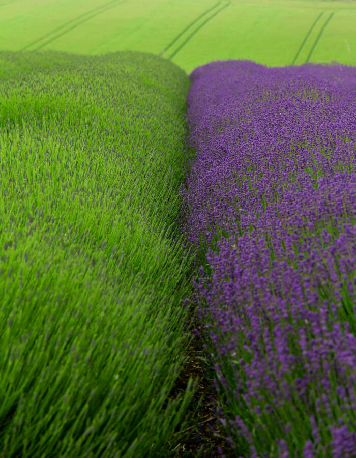 lavender field