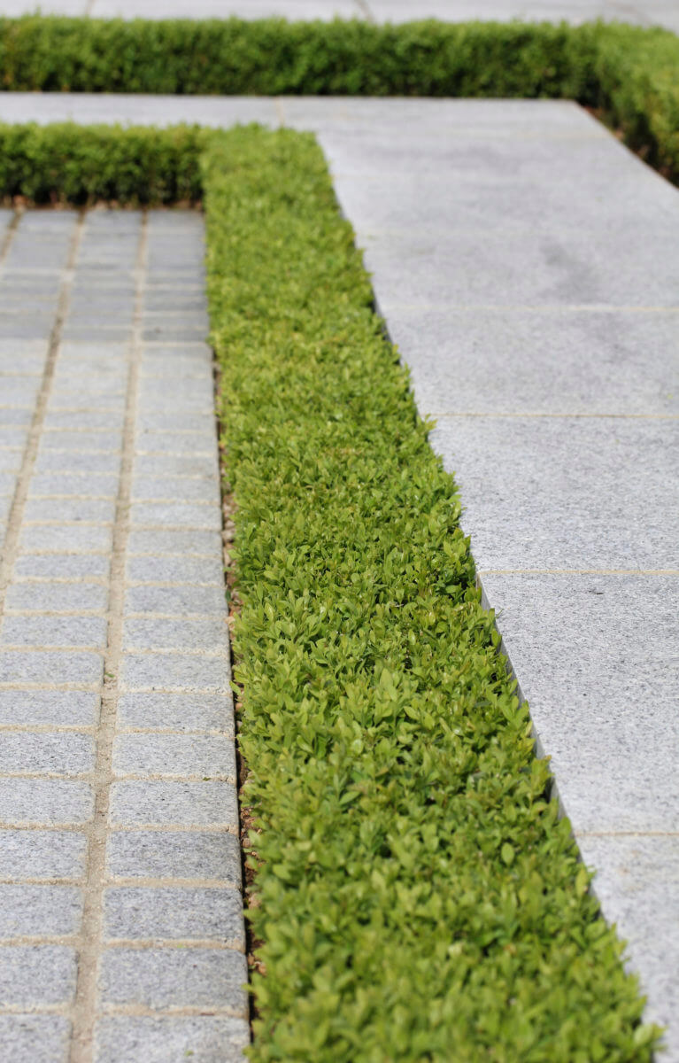 Buxus topiary hedge lining in landscape construction patio installed by landscapers Oxford