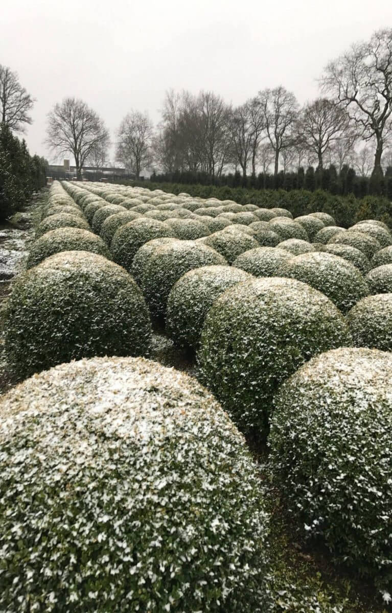Rows of box topiary Buxus balls stored for landscapers Oxford
