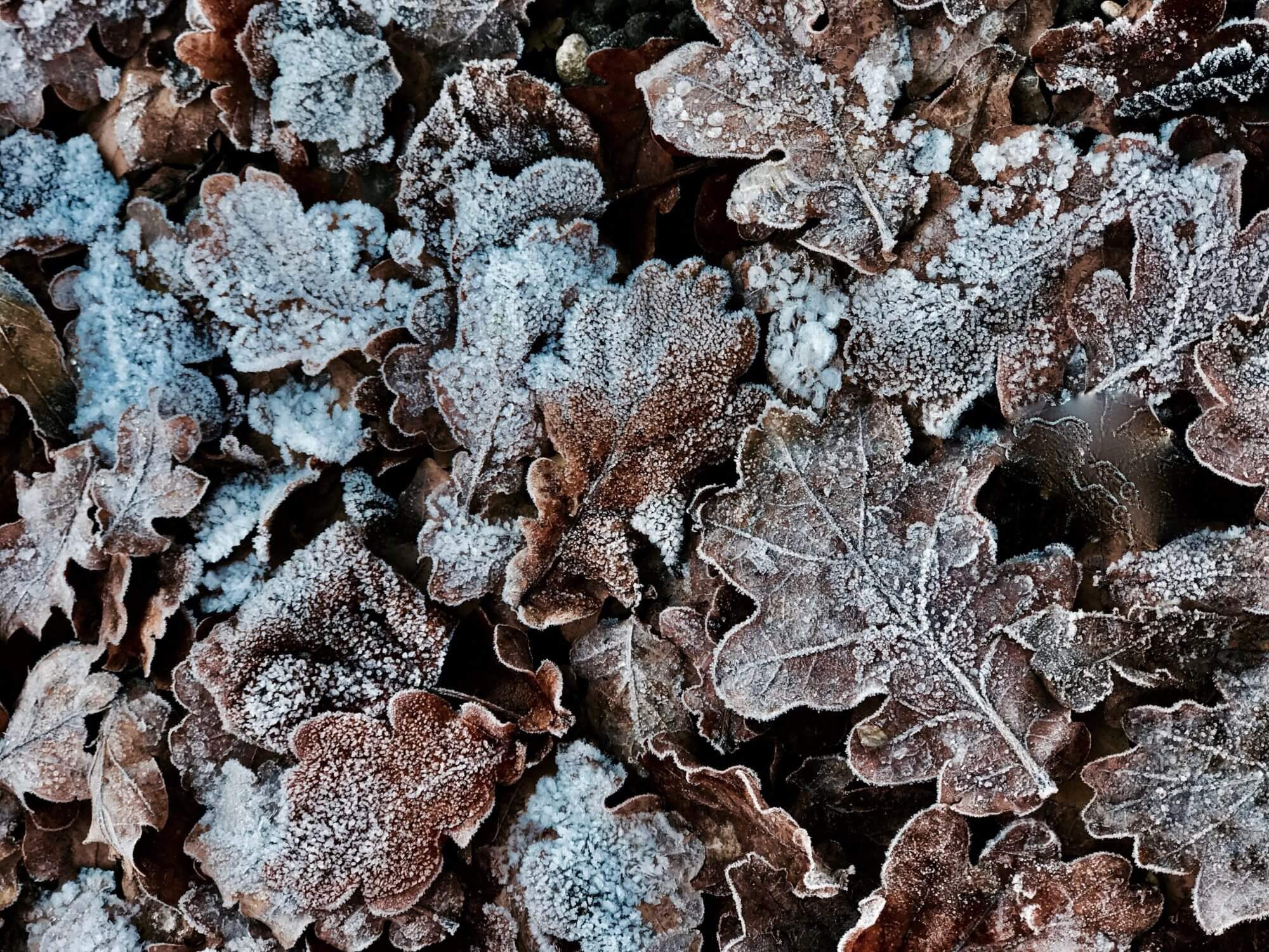frosty autumn leaves