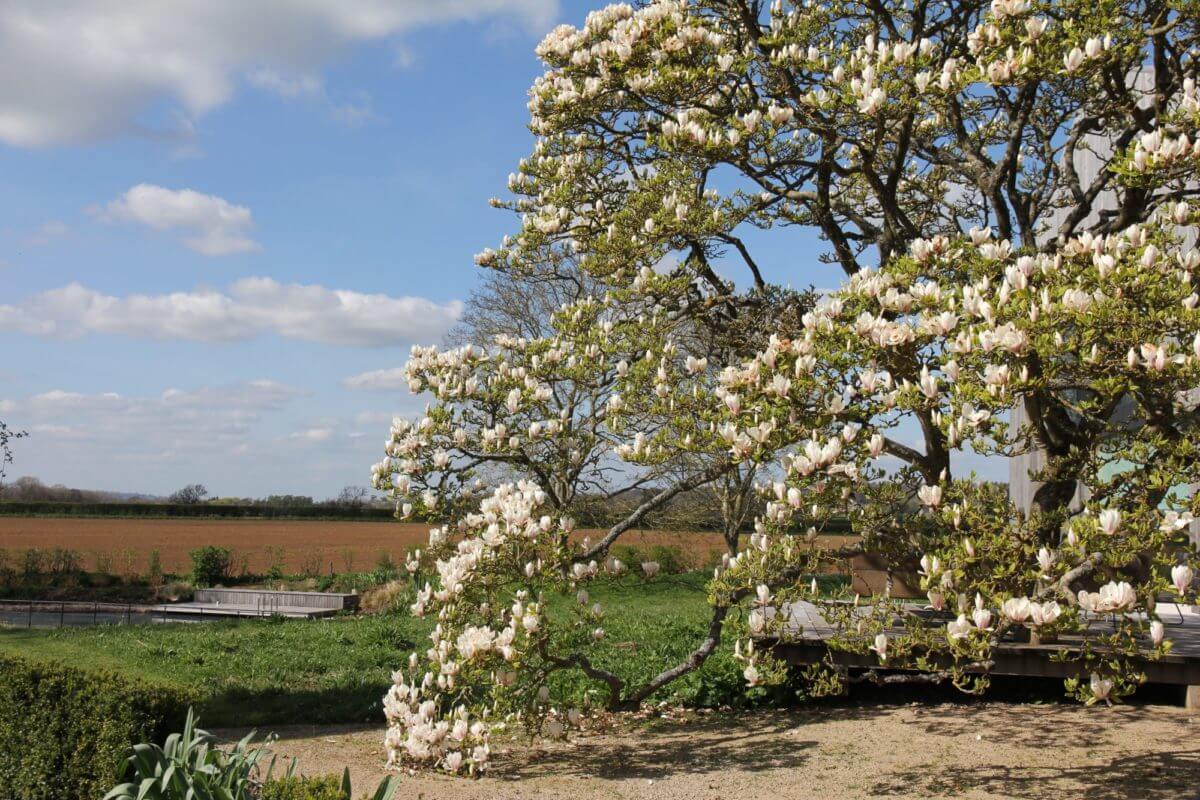 Magnolia tree in landscape design Oxfordshire