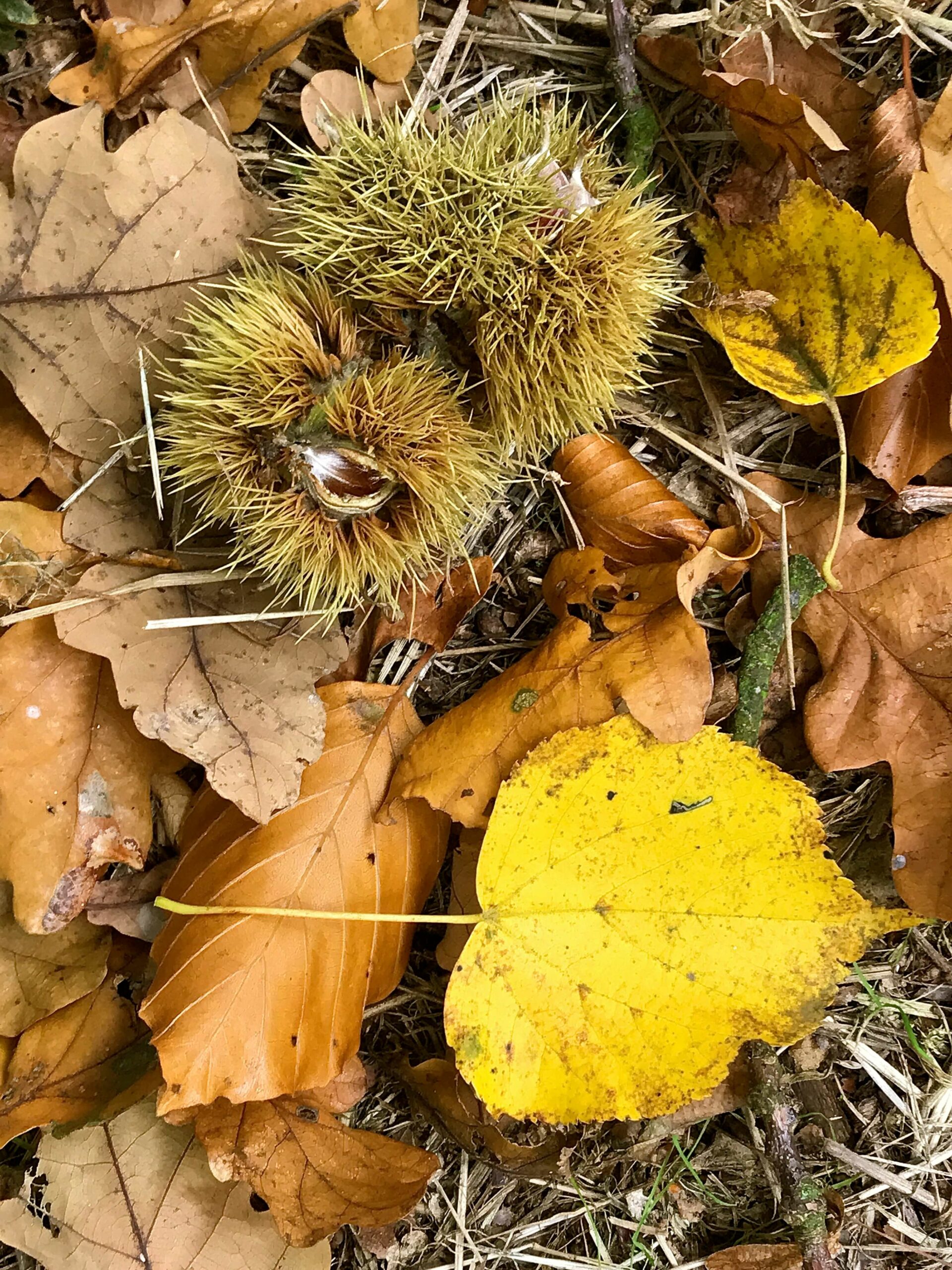 autumn foraged finds forest floor nuts and leaves