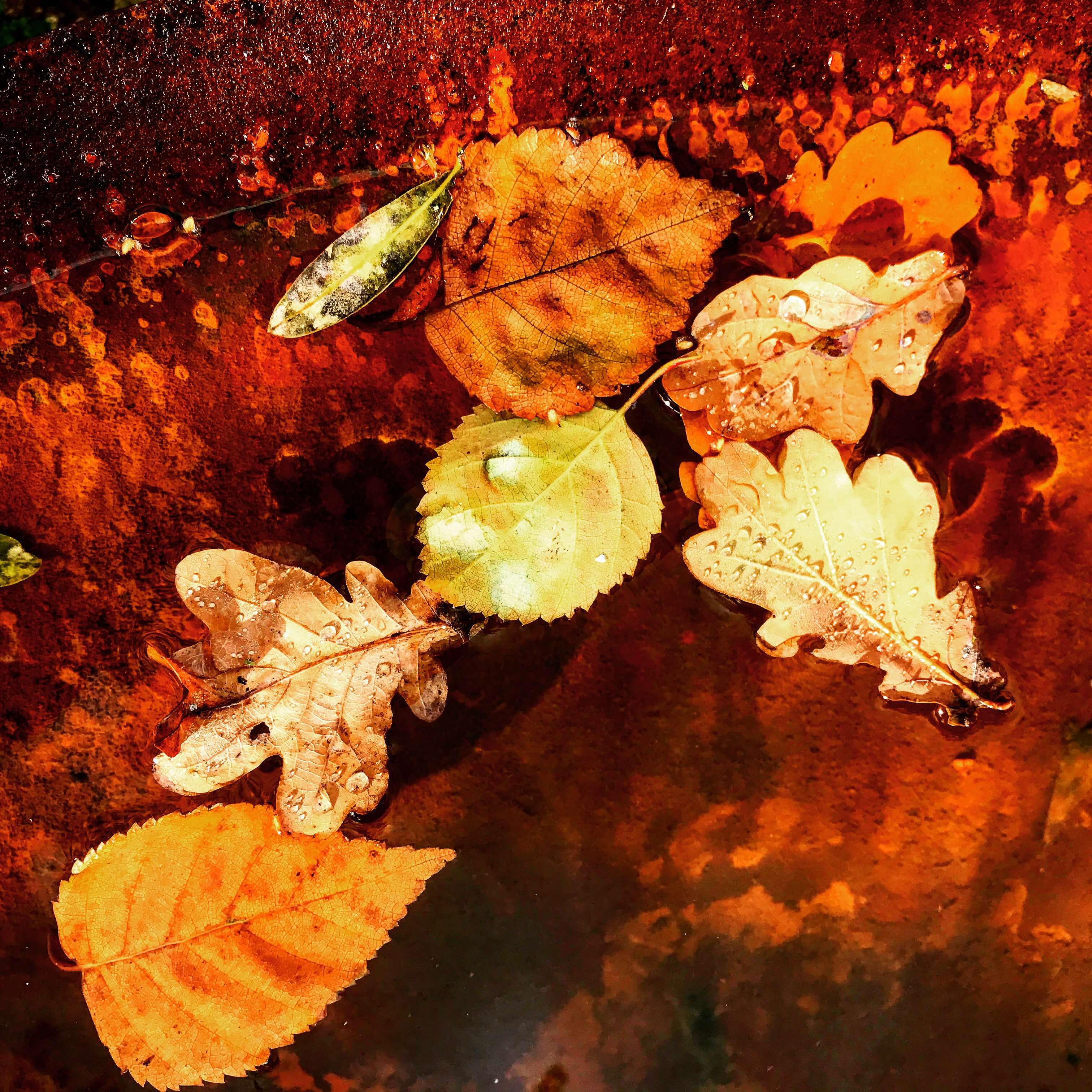 orange leaves in autumn