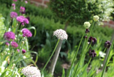 rows of alliums in front garden of victorian house