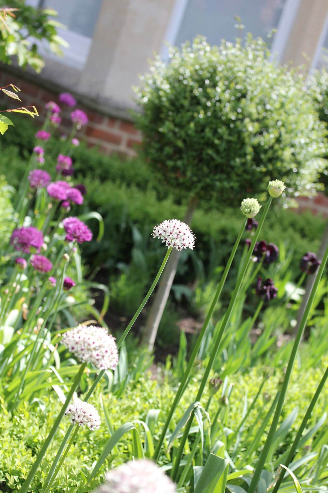 rows of alliums in front garden of victorian house