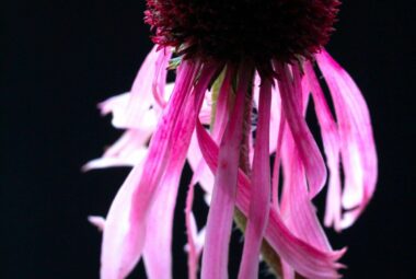 dancing pink echinacea pallida