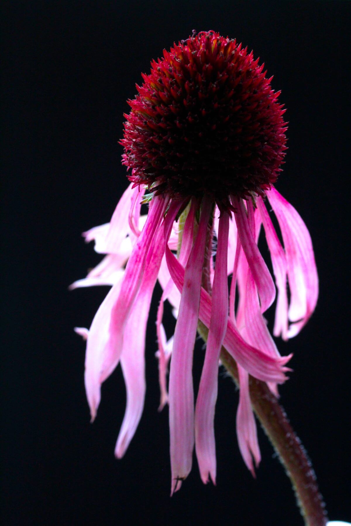 dancing pink echinacea pallida