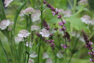 Astrantia