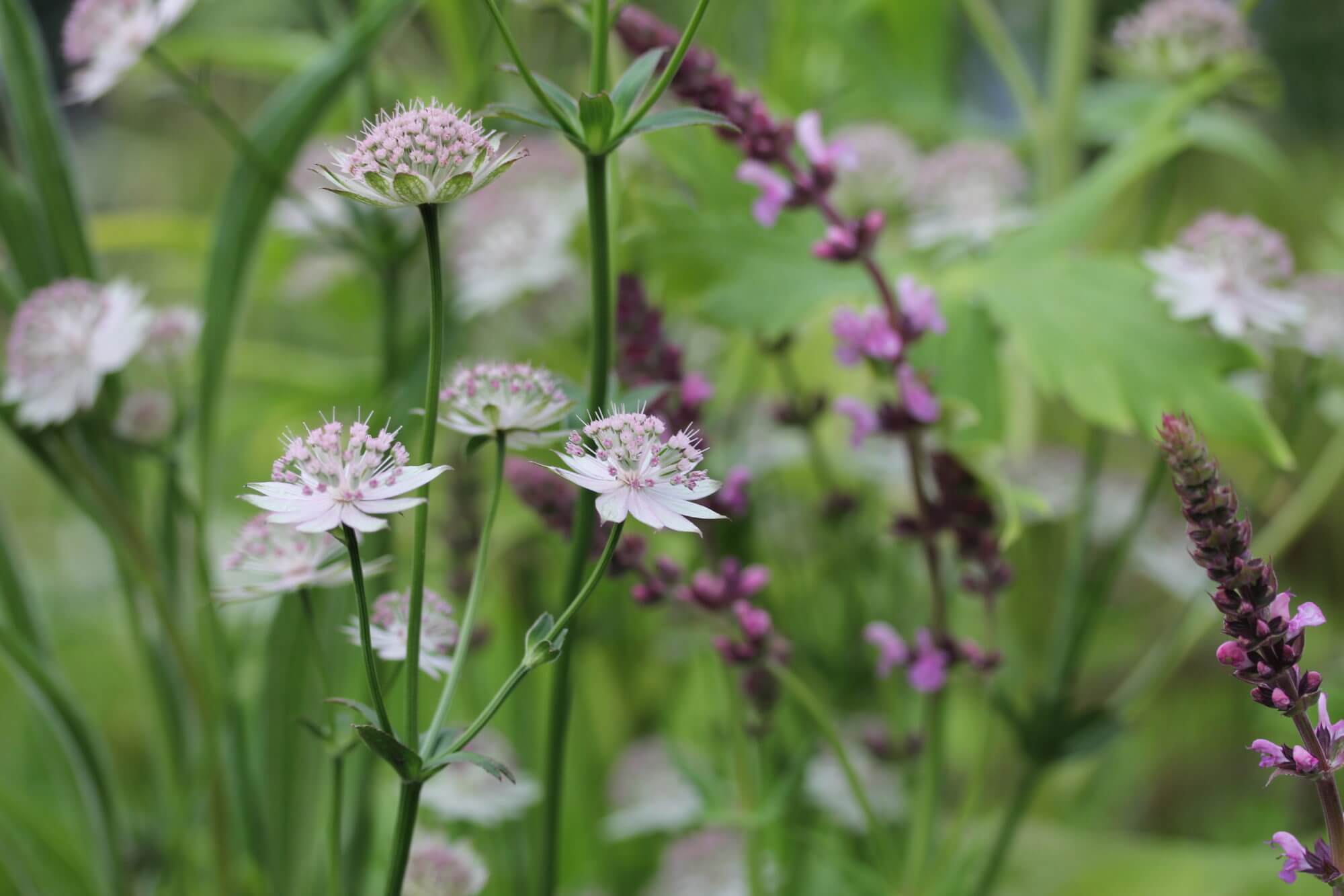 Astrantia