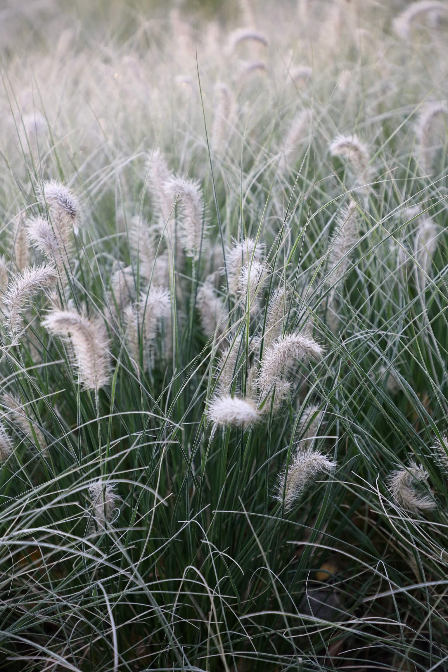 squirrels tail type grass in frost