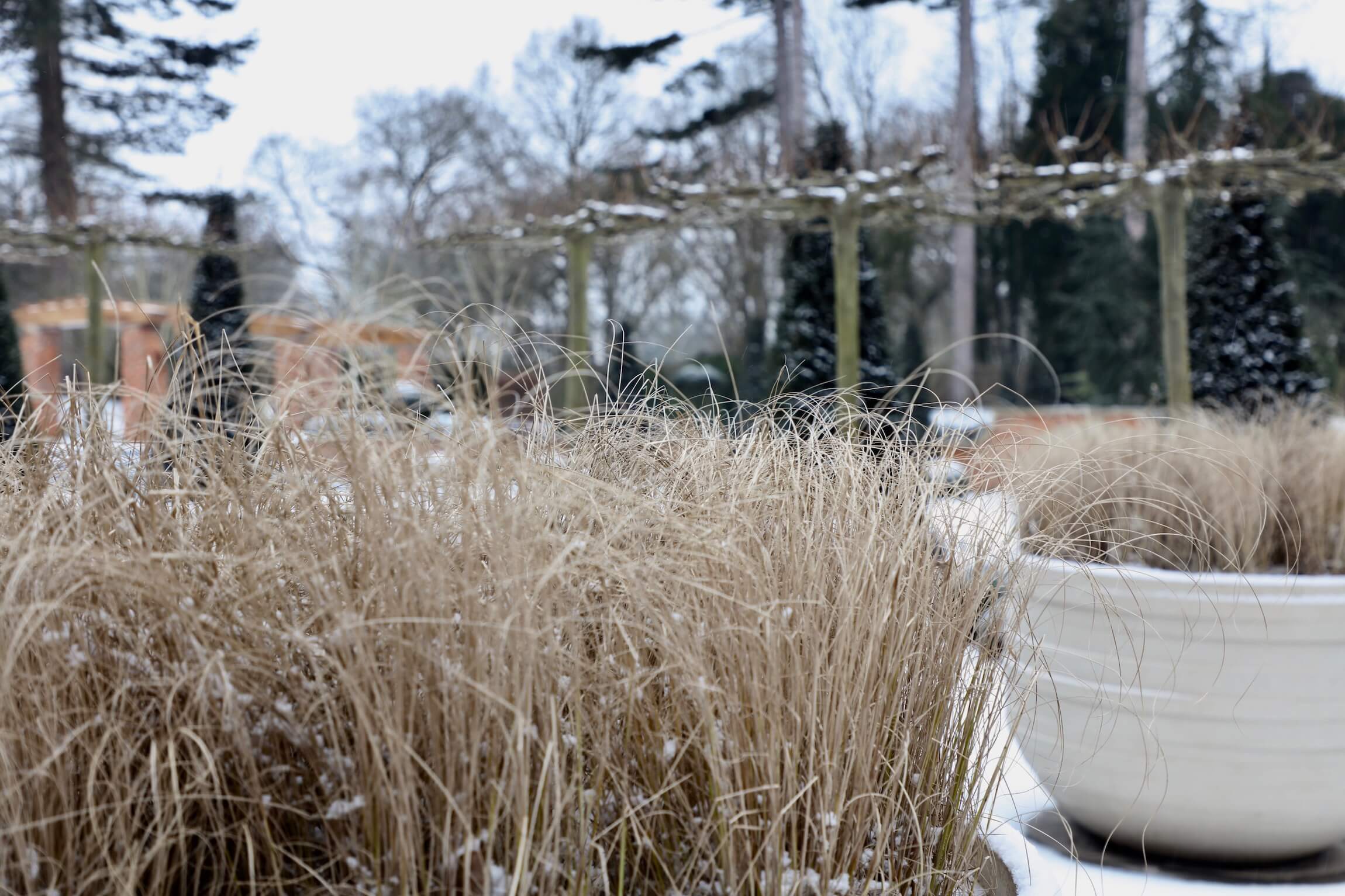 winter garden with grasses and roof pleached trees