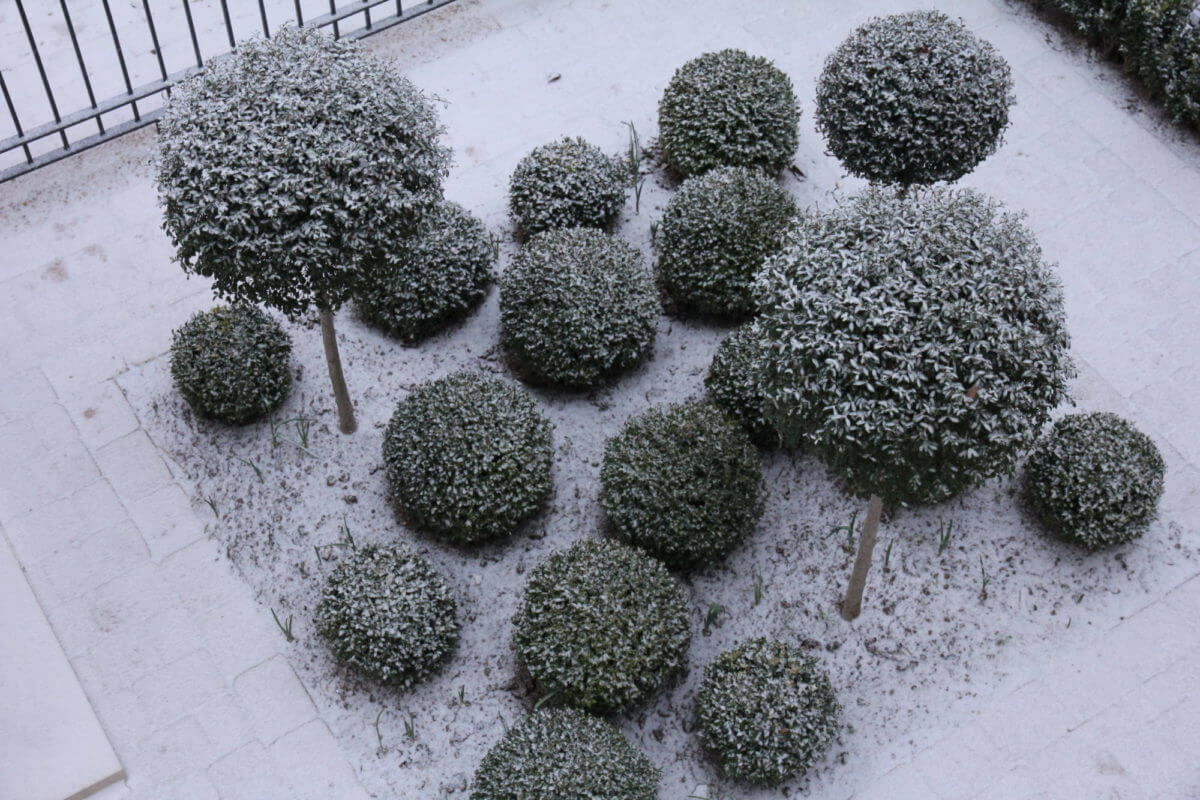garden topiary balls covered in light snow in a oxfordshire garden