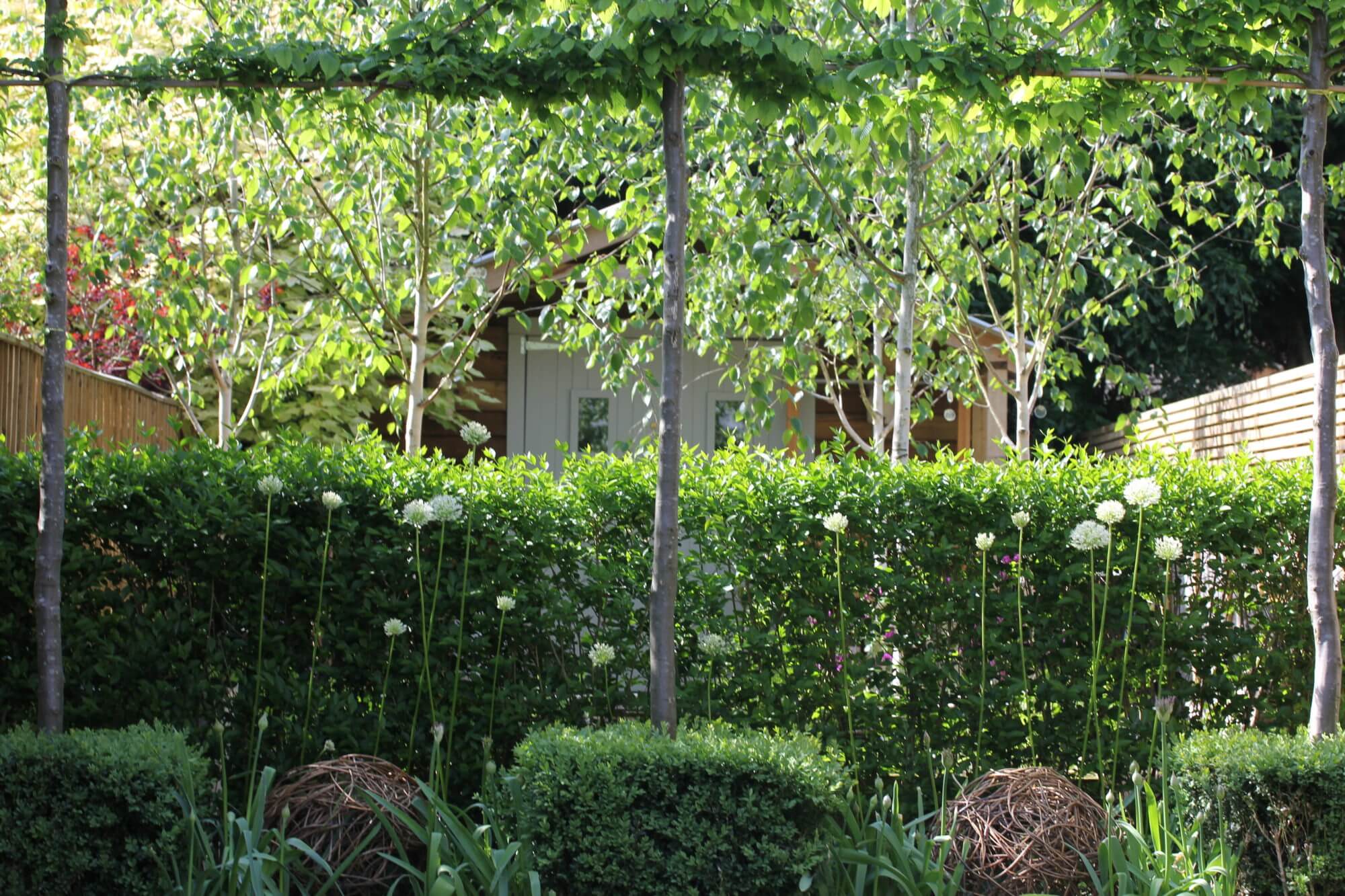 a garden studio tucked behind green pleached trees and hedges