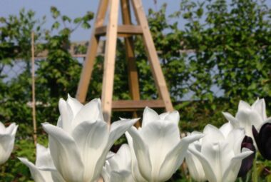 rose obelisk with tulips in a garden designers garden Oxford against blue sky