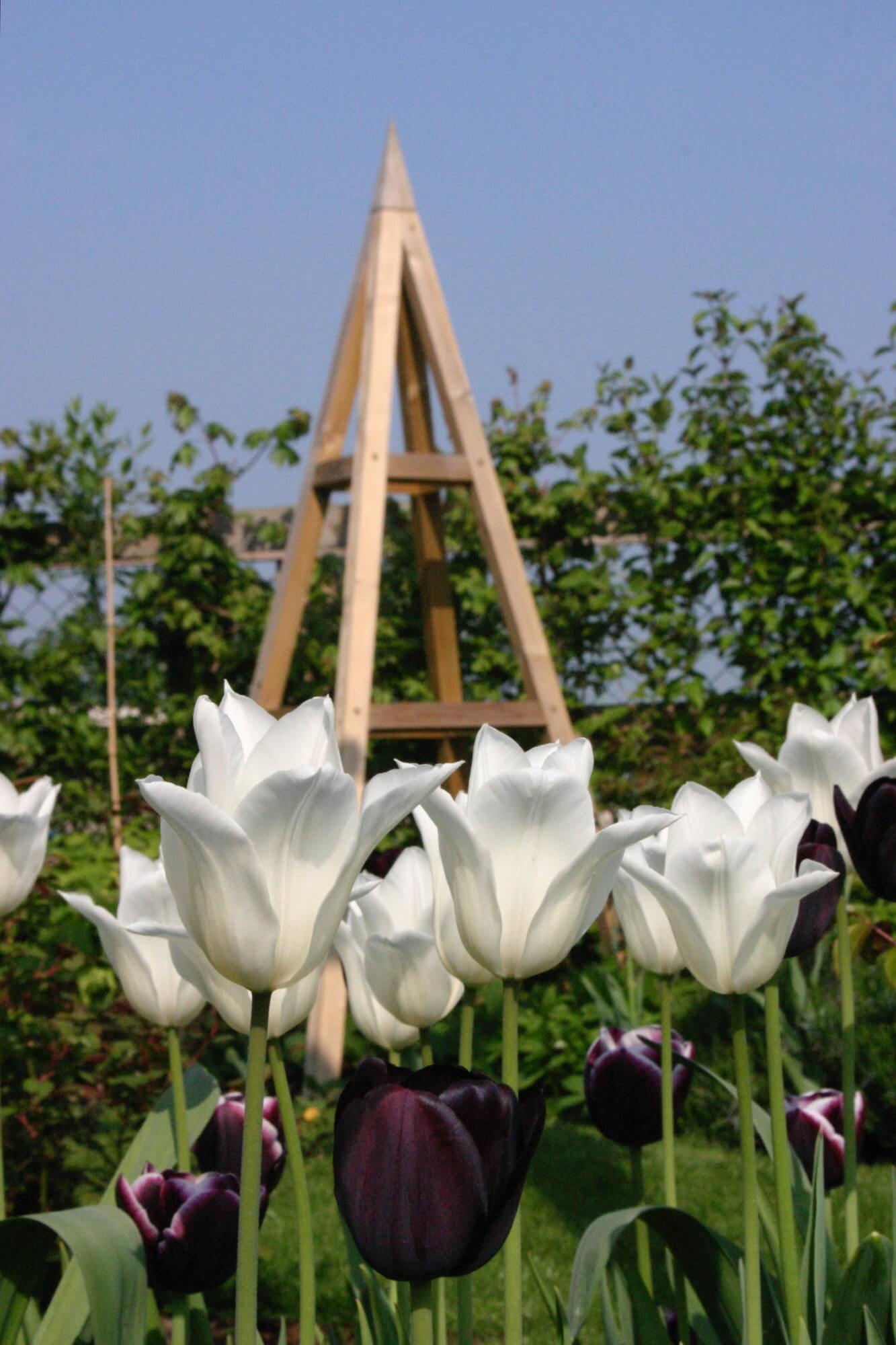 rose obelisk with tulips in a garden designers garden Oxford against blue sky