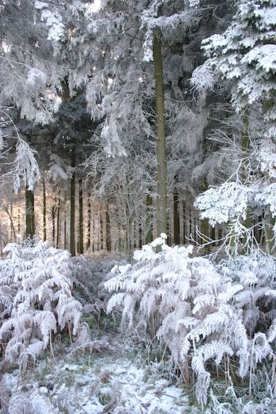 a woodland covered in frozen snow with light shining through