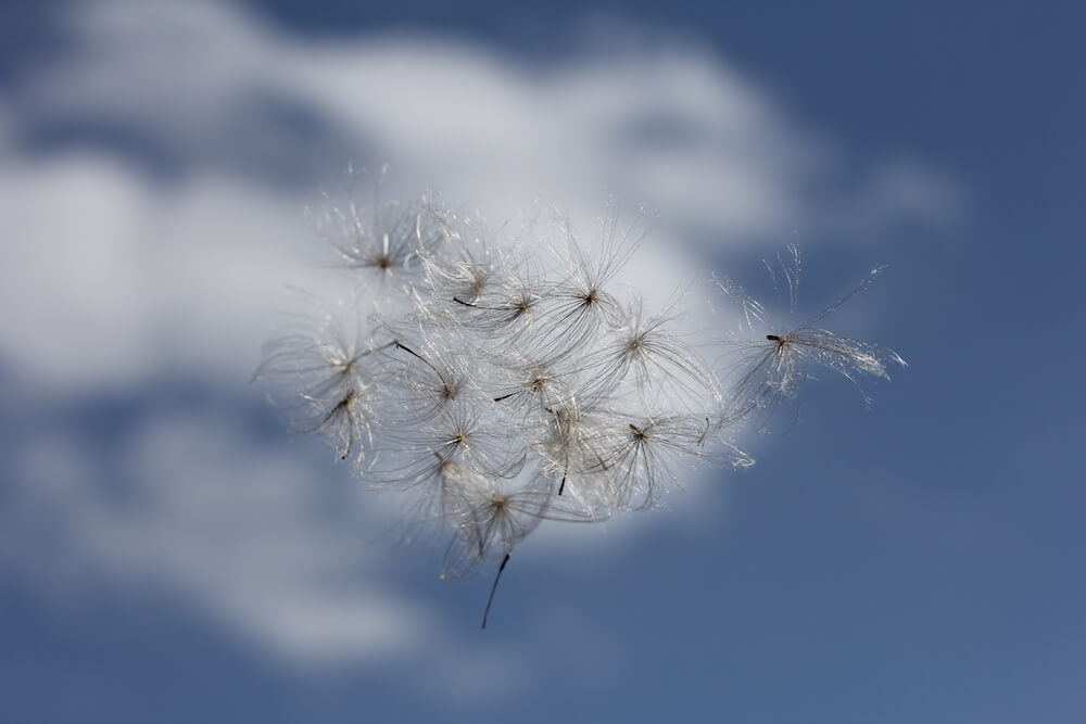 Dandelion blowing in the wind with blue skies 