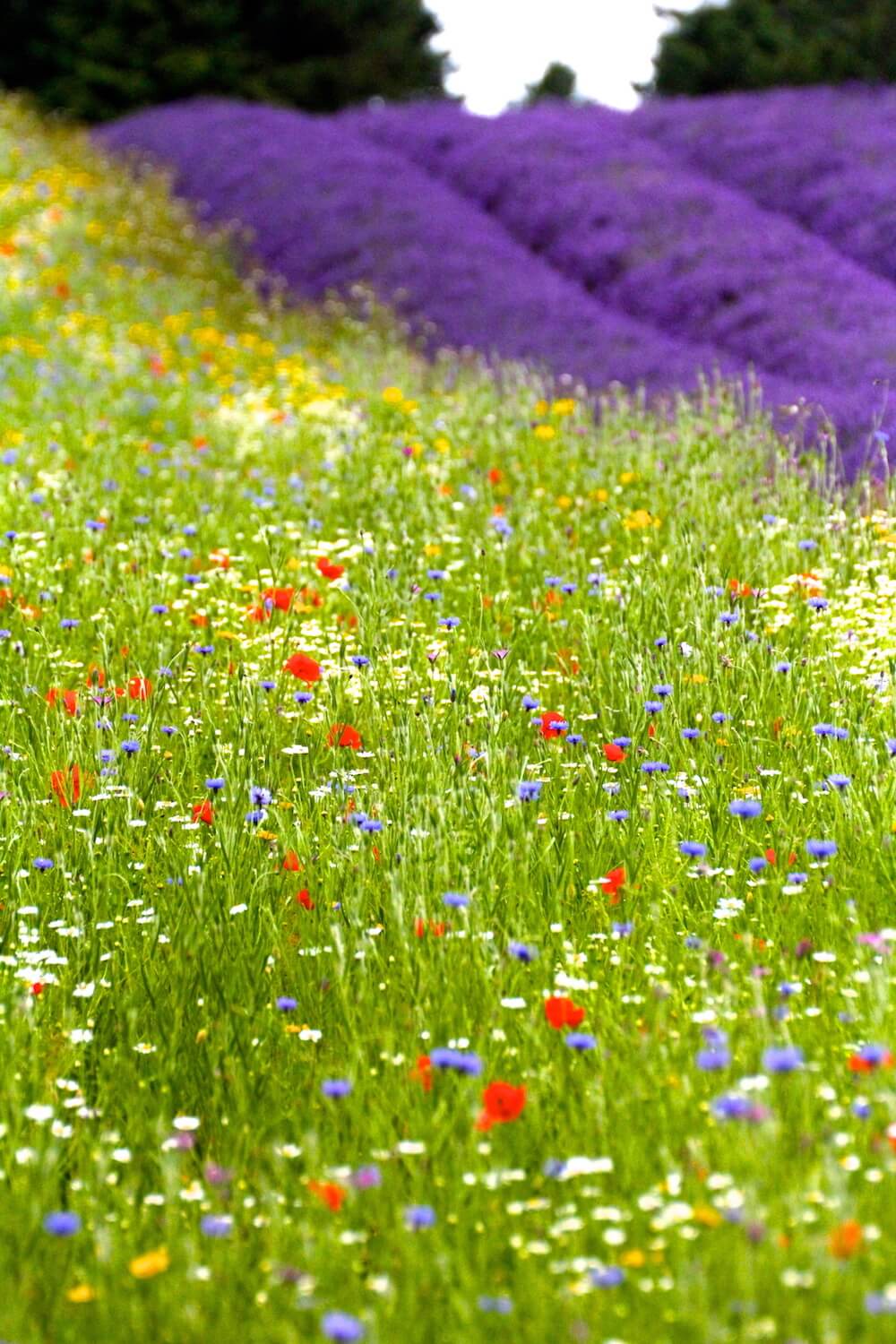 fields or wildflowers with lavender hedge