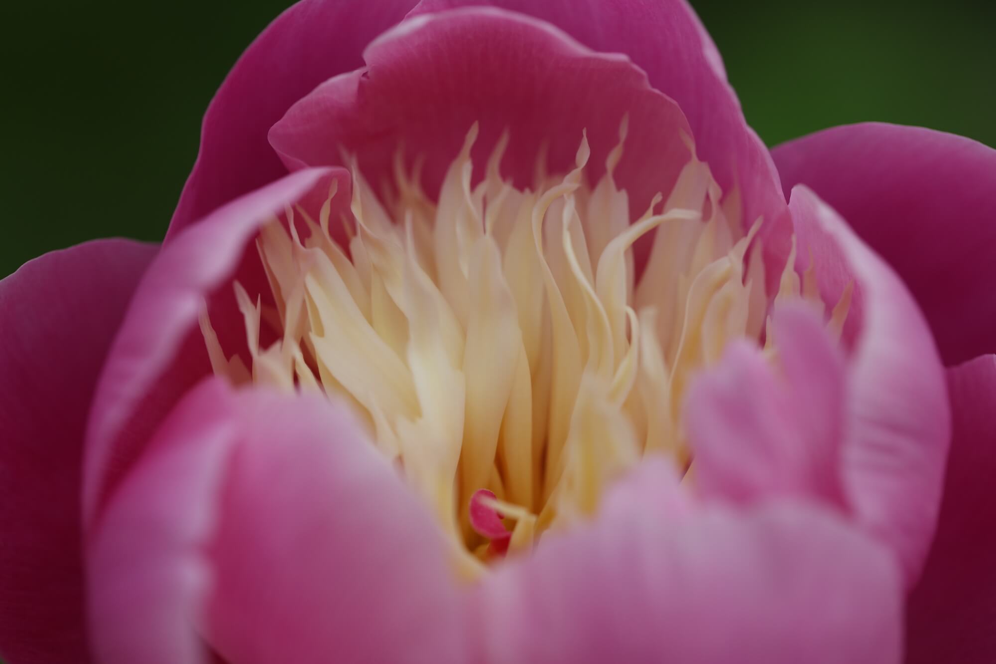 pink peony macro photograph in a Oxford garden design