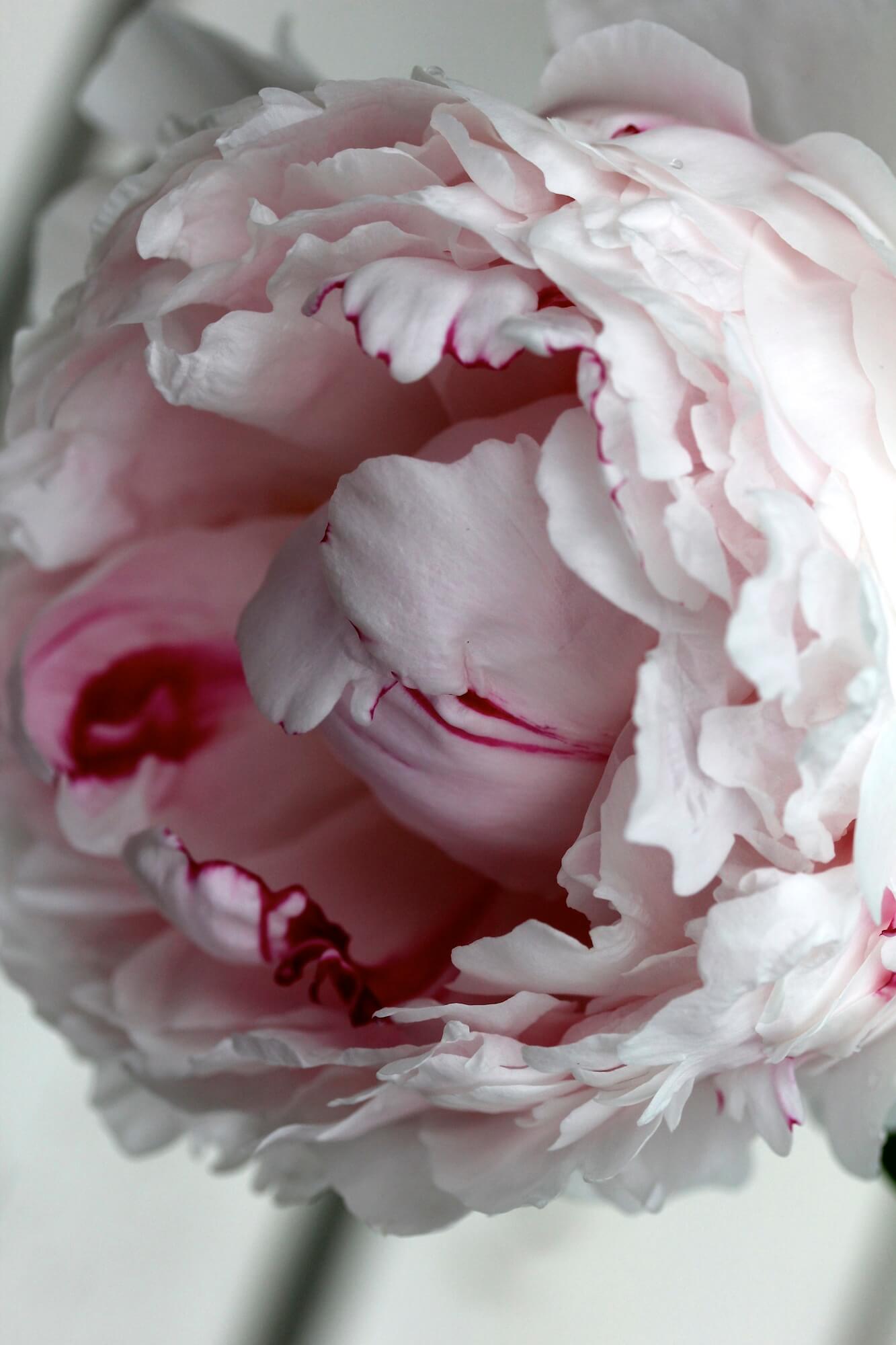 vintage pink and white peony flower looks like icecream