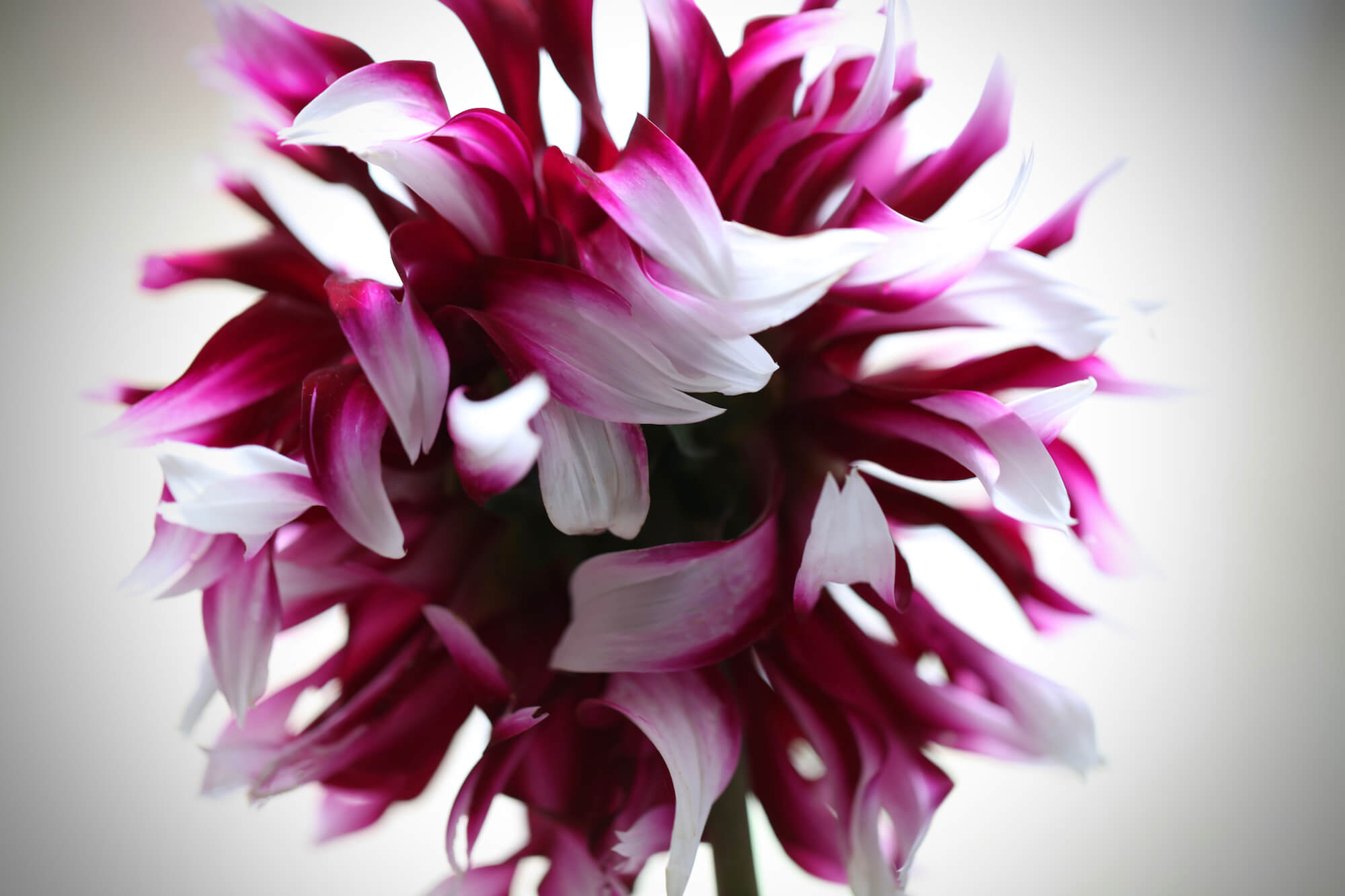 September garden Dahlia tartan in white and magenta