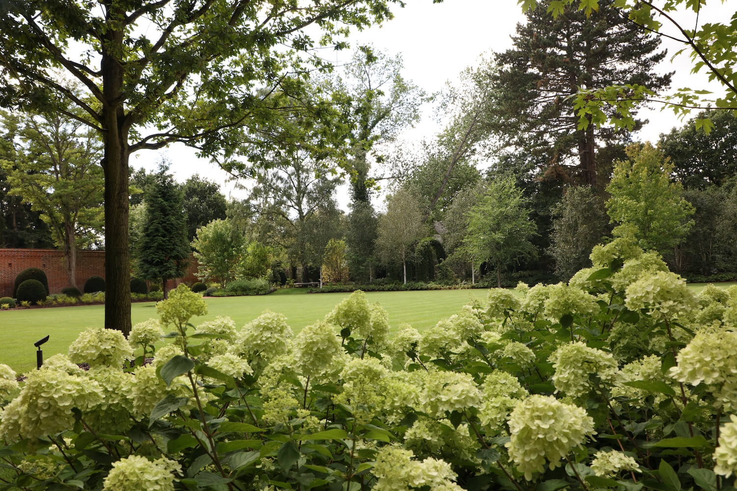 Row of lime light hydrangeas in harpsden wood house