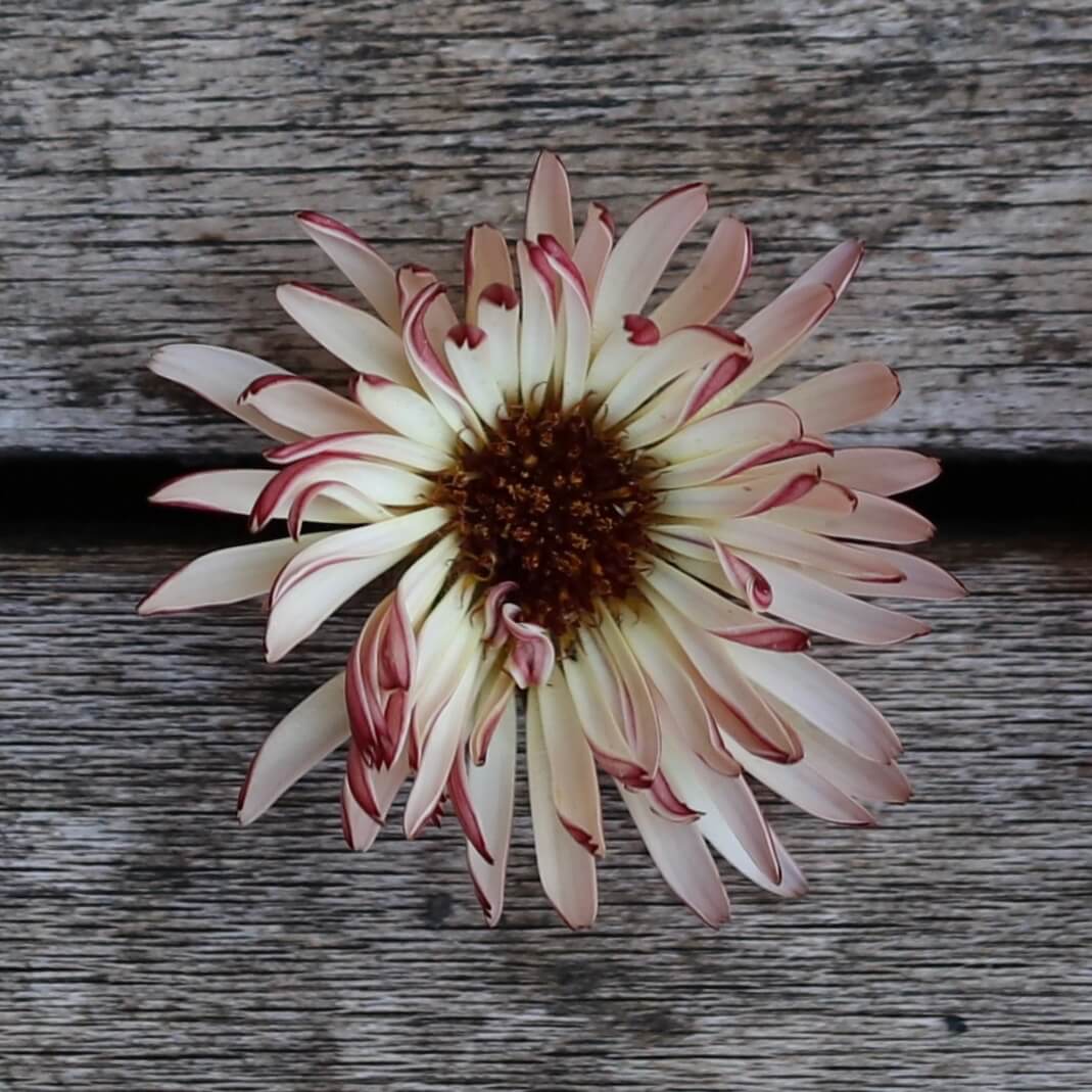 soft pink petal with yellow centre