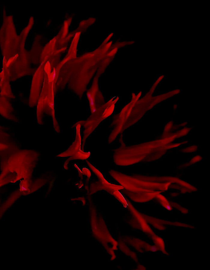 large dark red diner plate dahlia