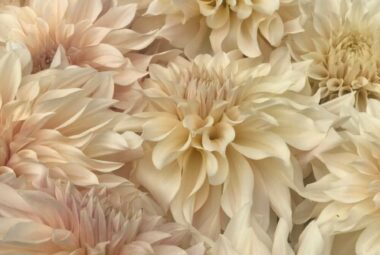 cafe au lait dahlias