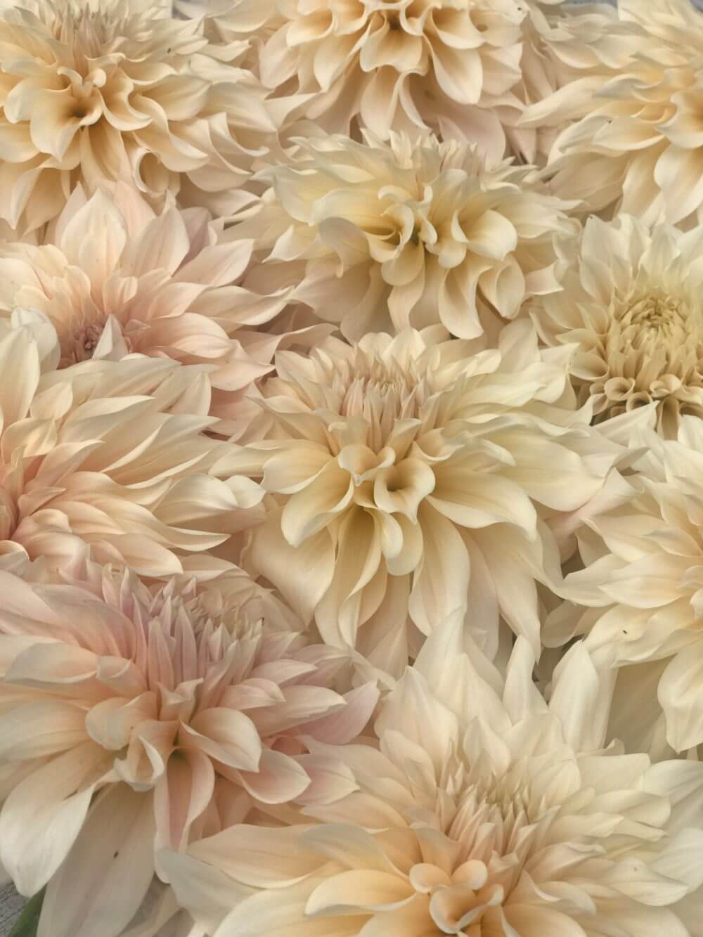 cafe au lait dahlias