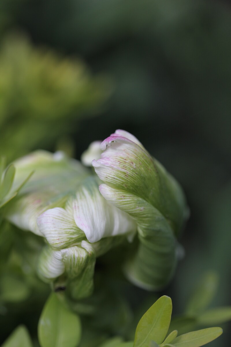 White and green parrot Tulip