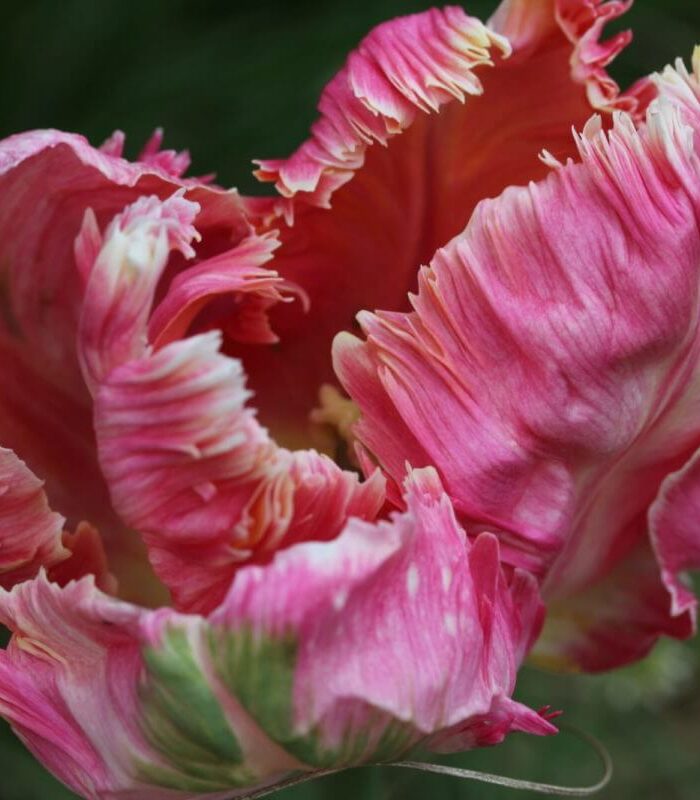Vibrant pink candy tulip macros shot